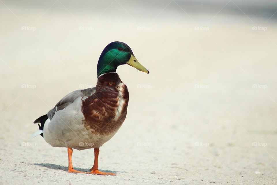 Ente