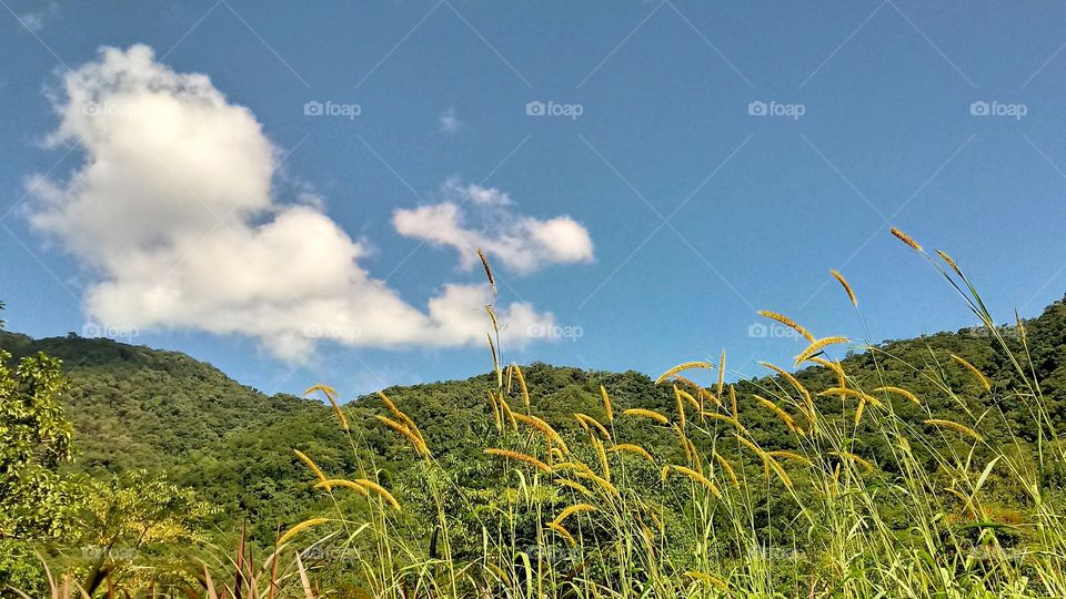 NATURAL NATURE NATUR PLANTS HORIZONT