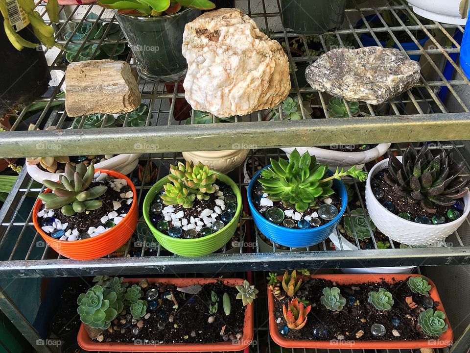 Plants in pots 