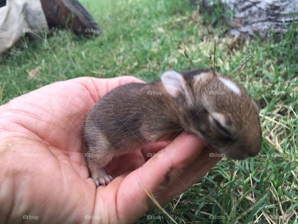 Baby bunny 