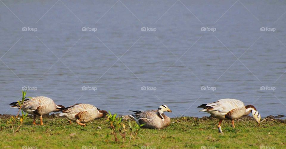 Migratory bird. In India. The wild goose.
