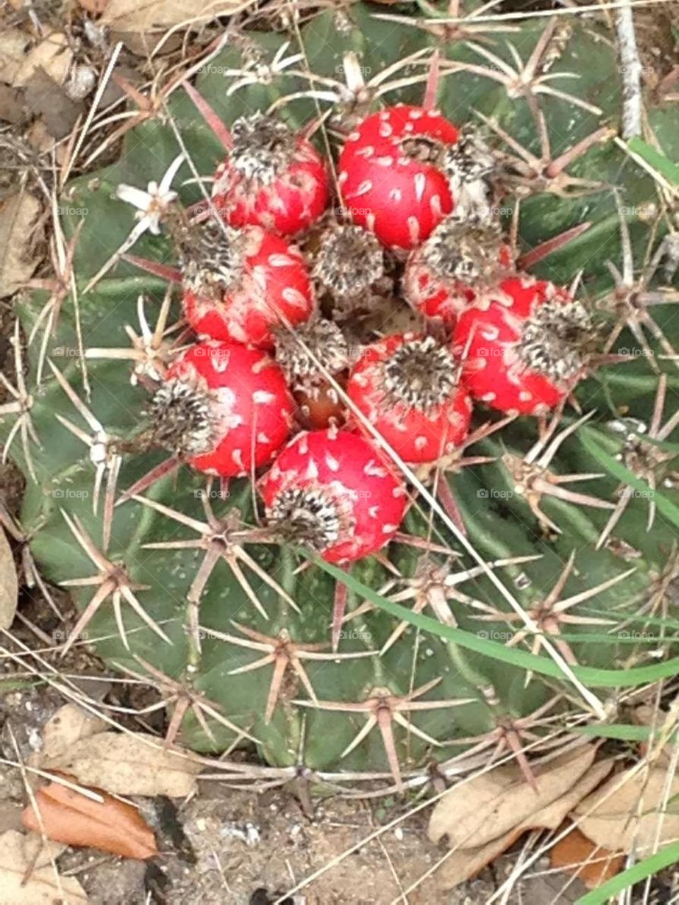 Texas cactus