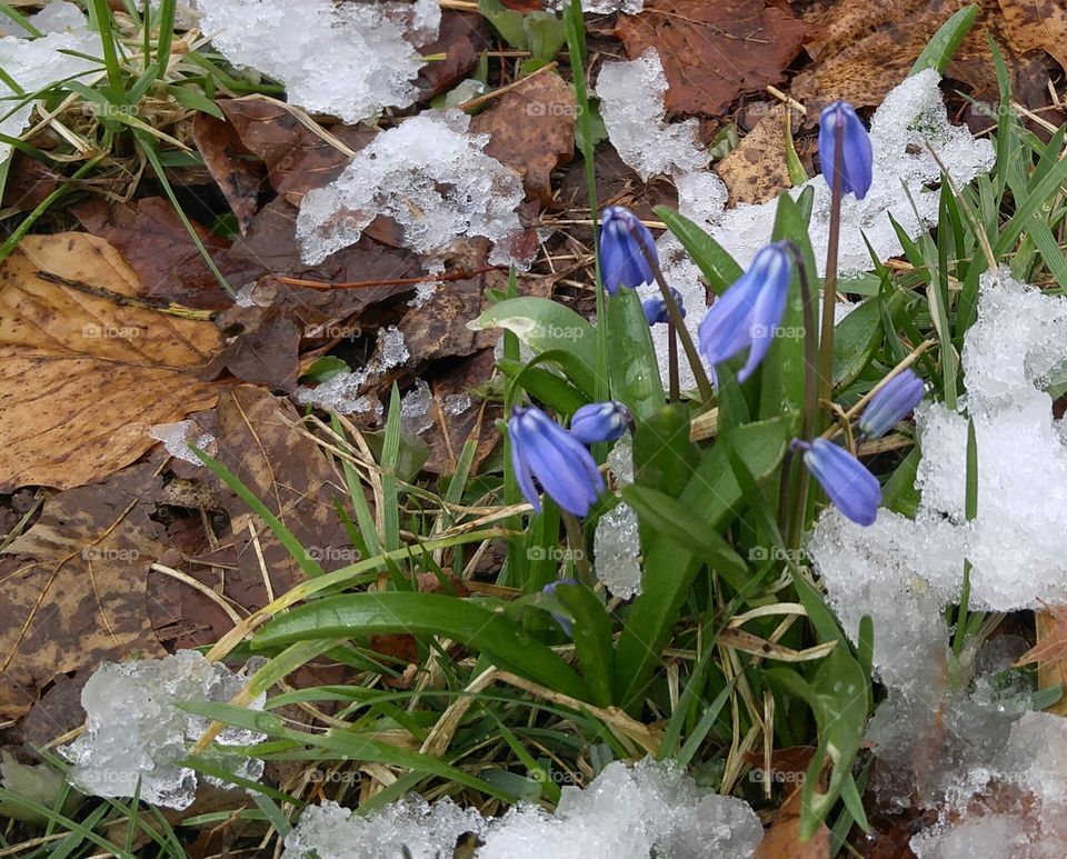 spring flowers