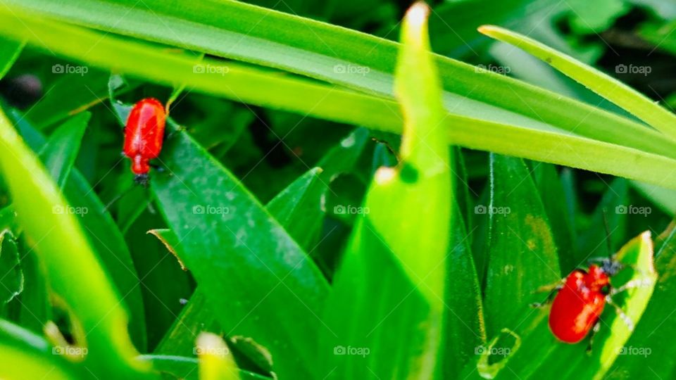red beetles