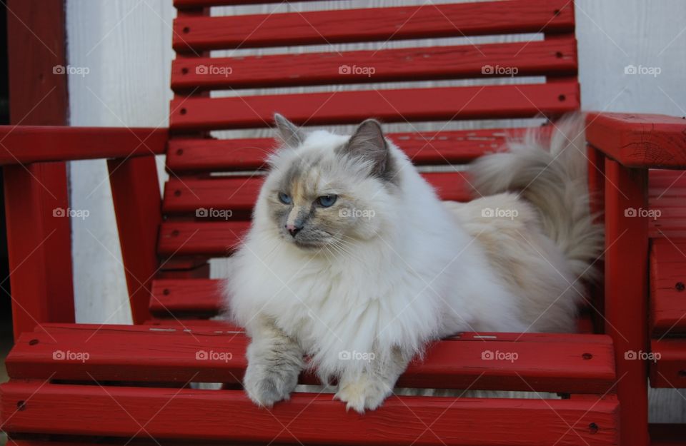 Ragdoll cat