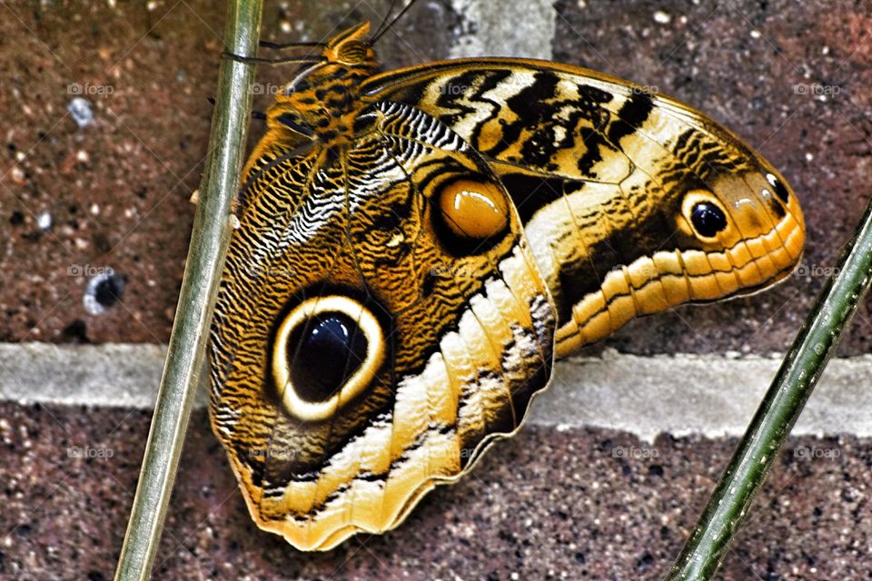 Close-up of a butter fly