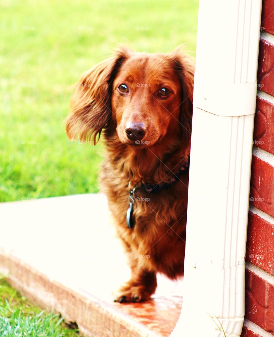 Long Haired Dachshund 