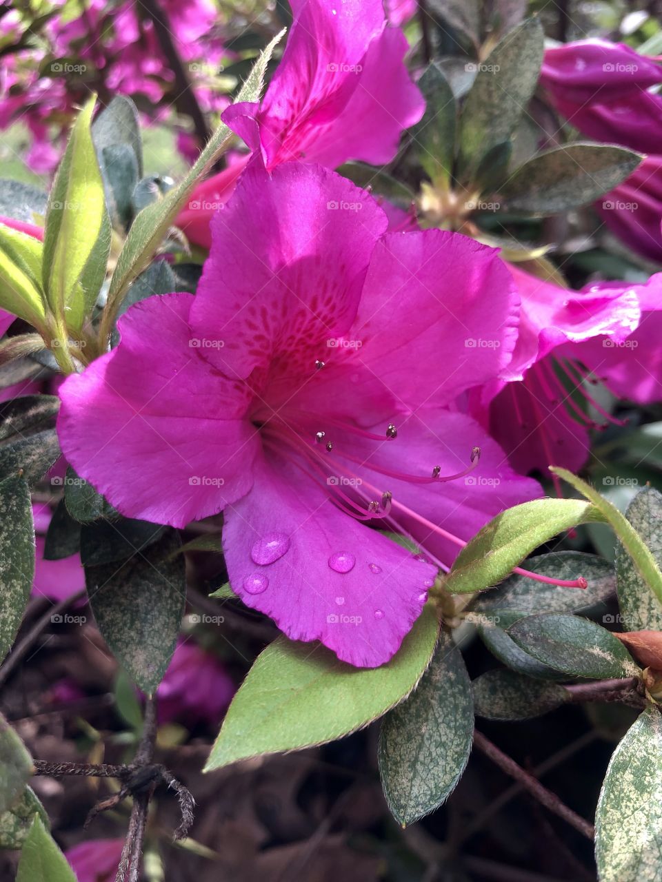 Closeup pink azalea after the rain