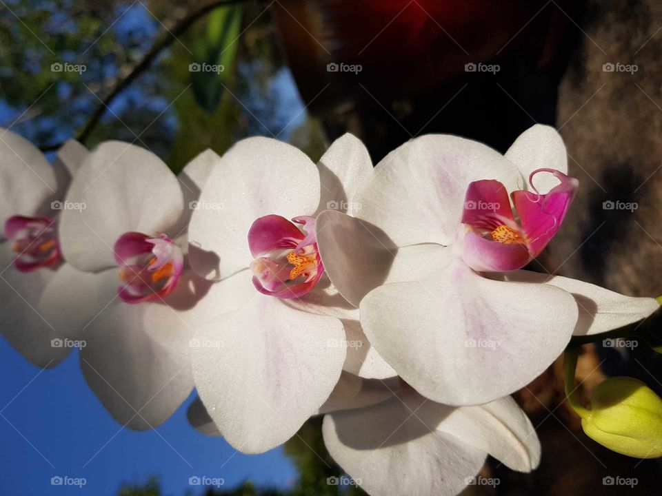 Orchid Power