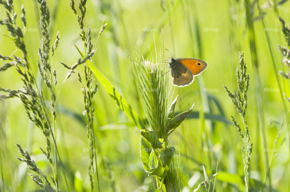 Butterfly on green grass. Close up butterfly on green grass