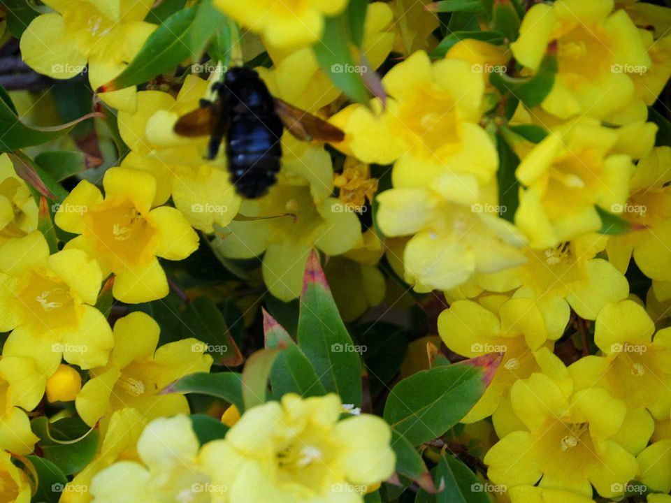 a photo of a big black bee pollinating the flowers of a jasmine vine