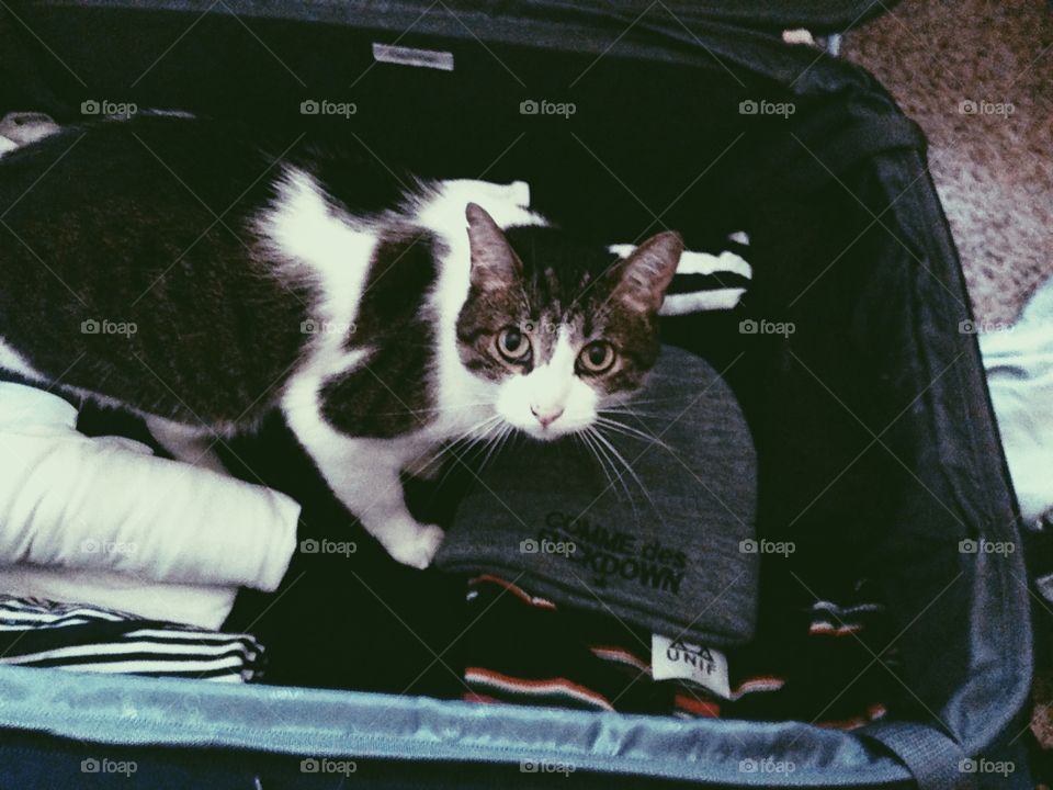 Packing a cat