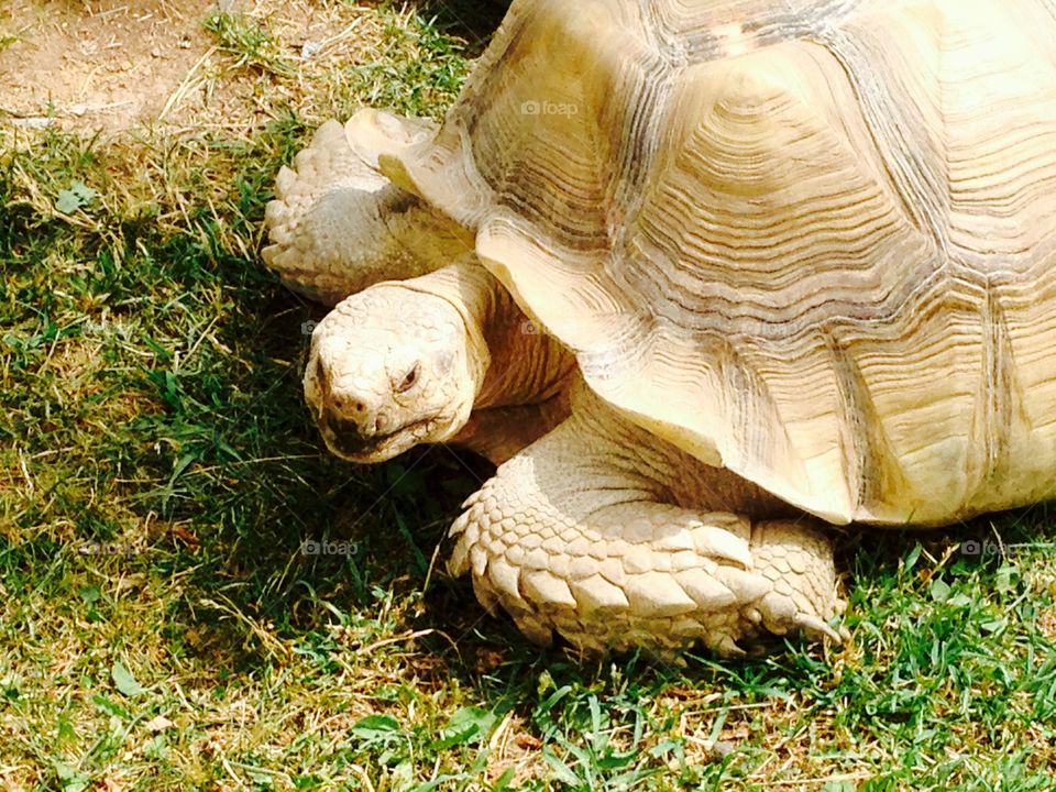 Tortoise