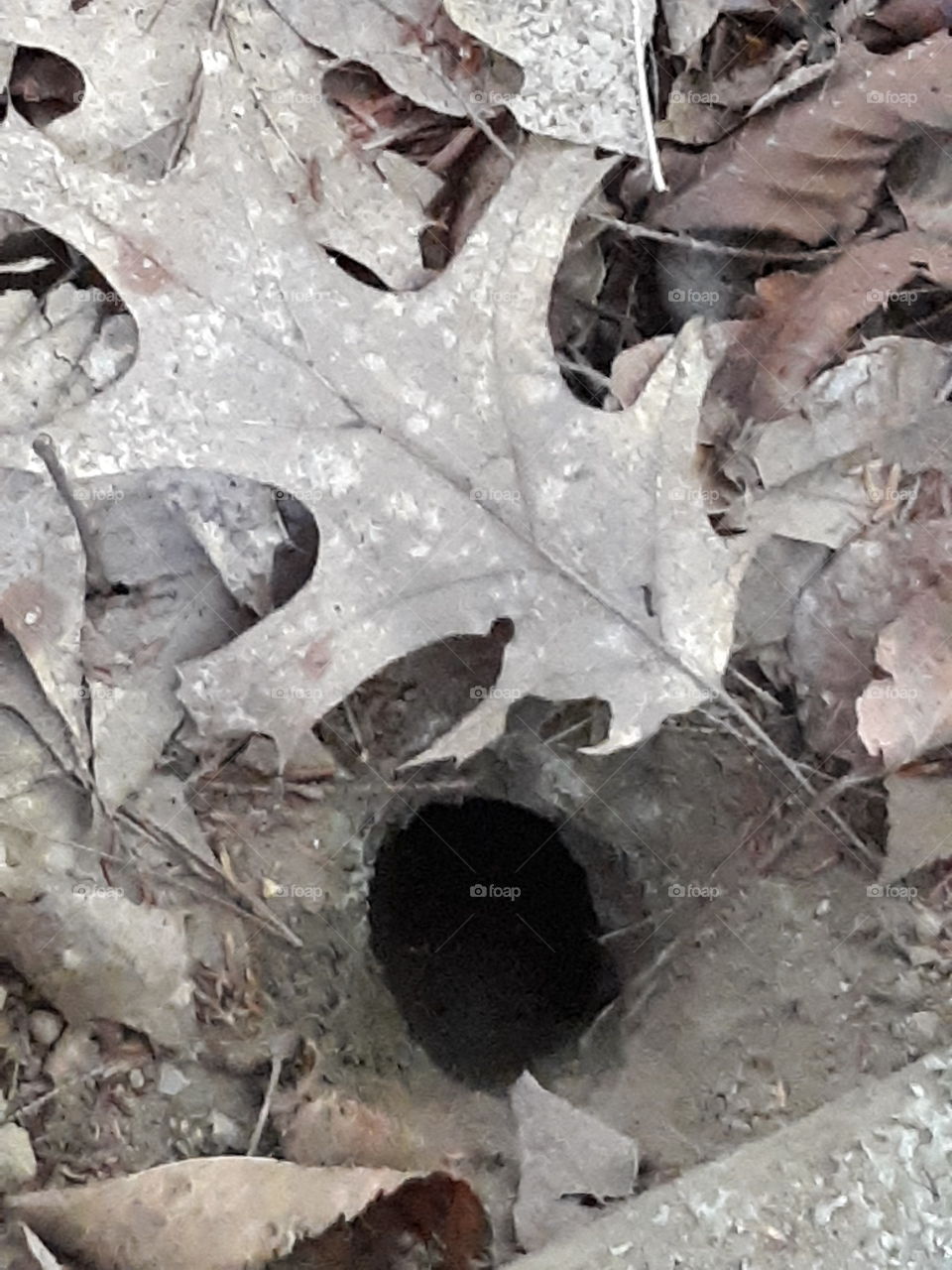 squirrel hole