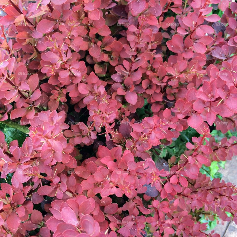 Full frame of barberry thunbergia