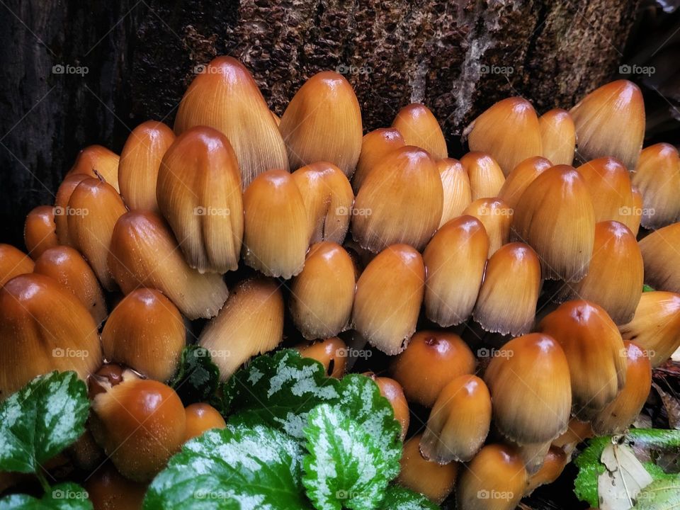 Mushrooms close to eachother on a rainy day in the Netherlands