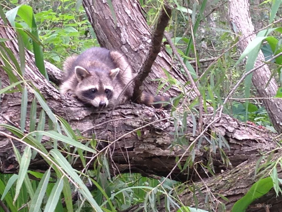 Curious Raccoon