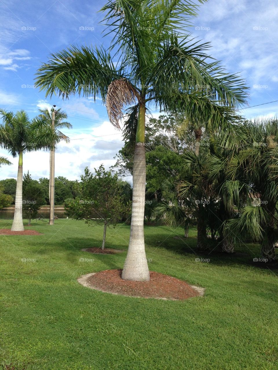 Palm tree