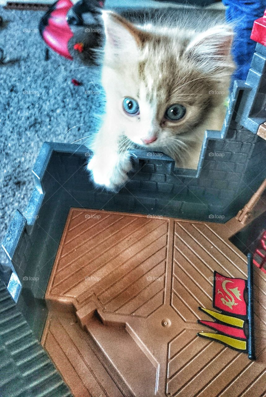 I'm the king of the castle . top cat