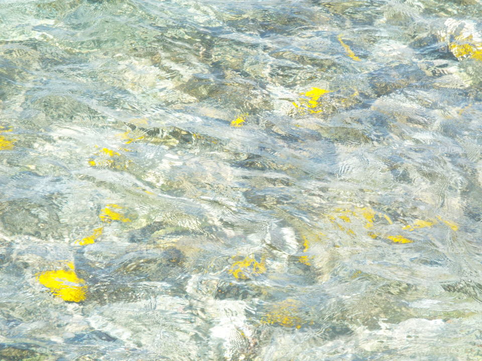 Yellow fish.  Big Island of Hawaii.