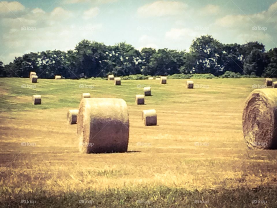 Hay field 