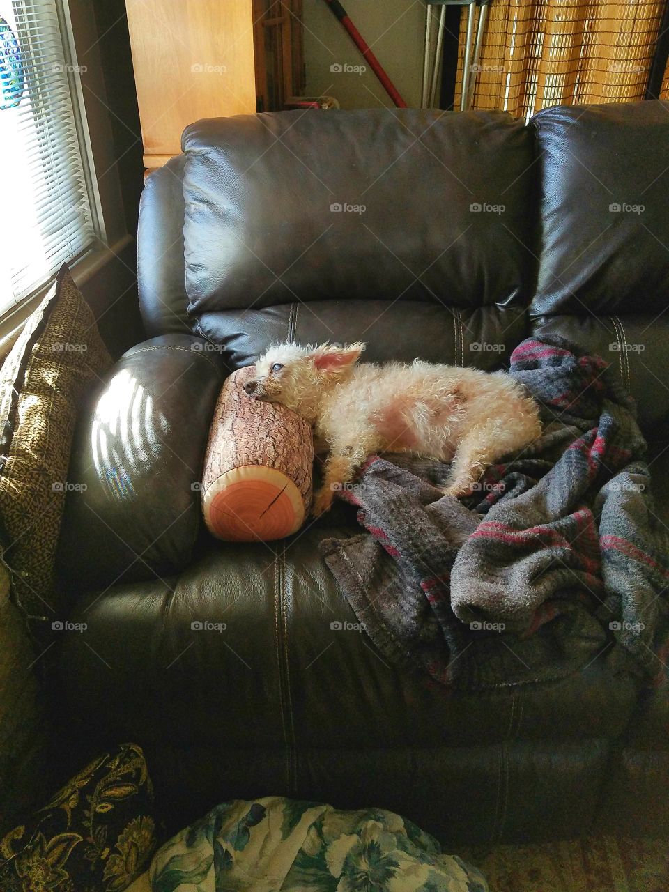 Dog sleeping with head on pillow in window light with blanket on couch.