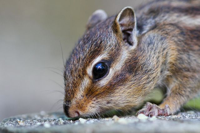 Close-up of a Chipmunk head portrait