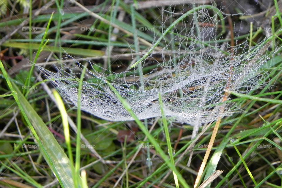 Spider web