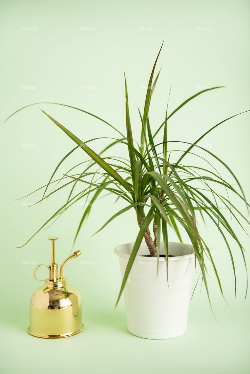 Portrait of a dracaena plant and mister indoors 