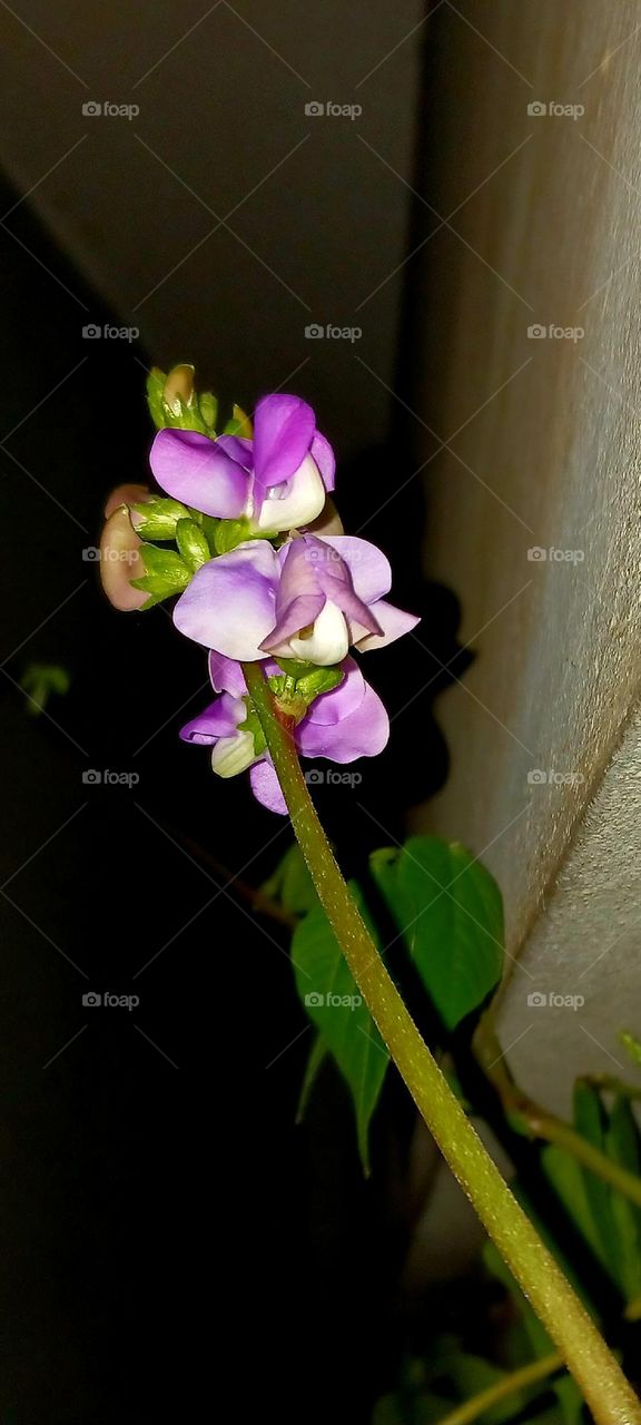 Green Bean Flower_plant
