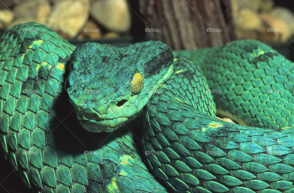 Portrait of a green boa constrictor snake.