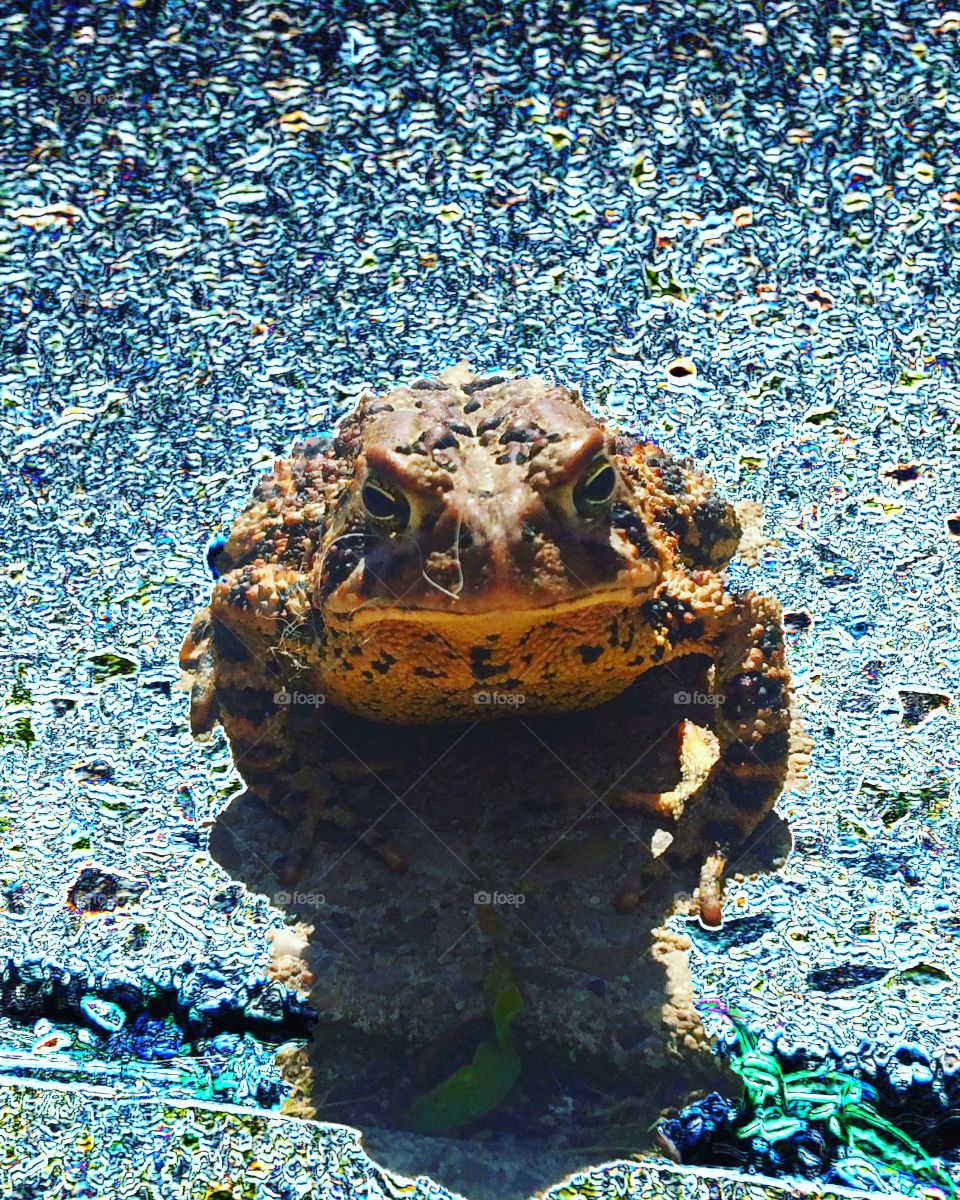 Massive Toad or Frog