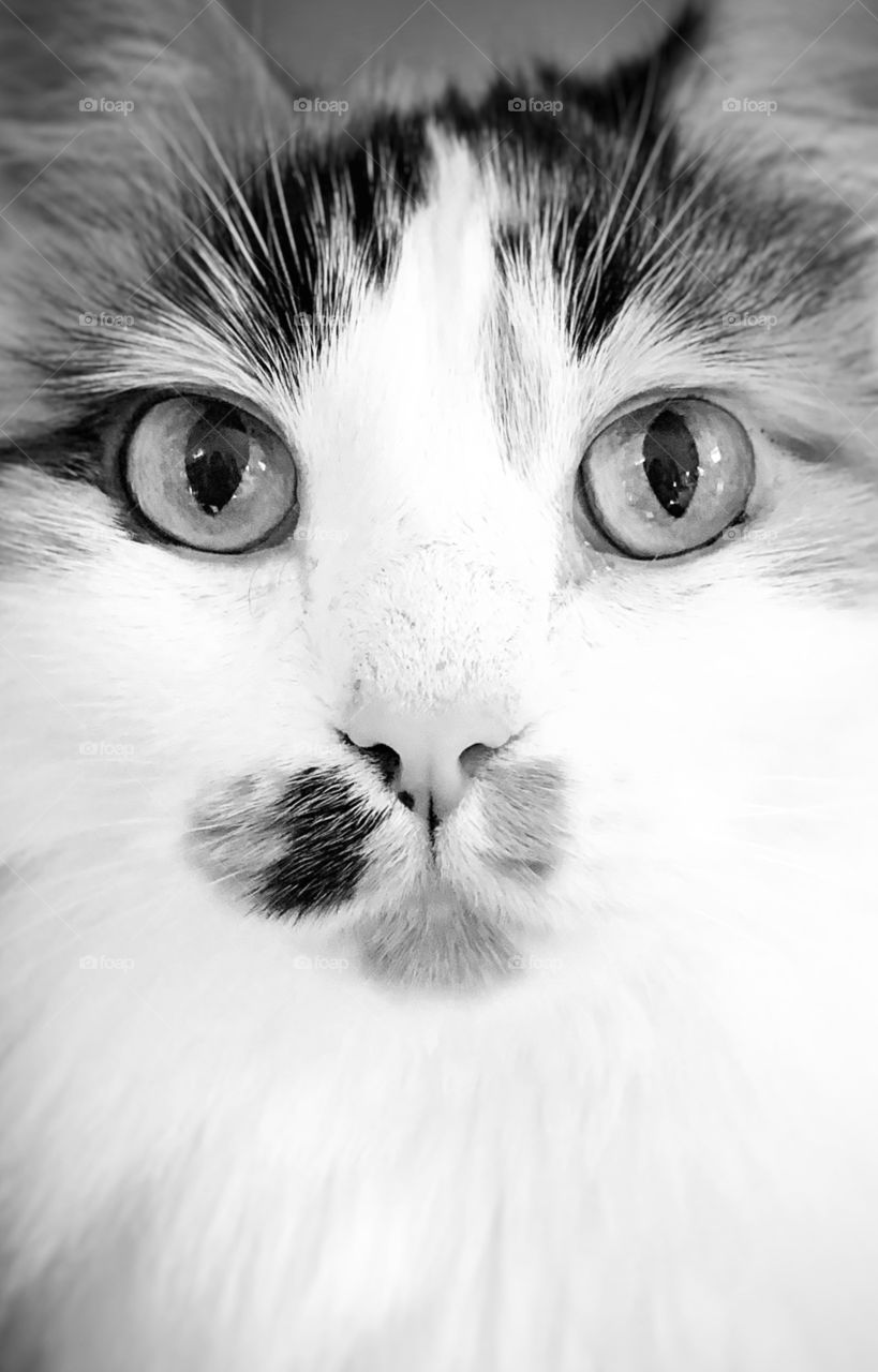 Black and white cat portrait. 