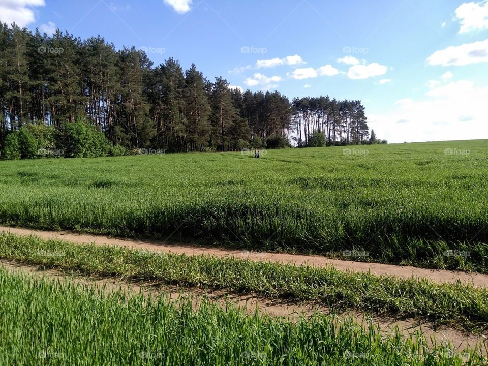 green field and children play summer landscape