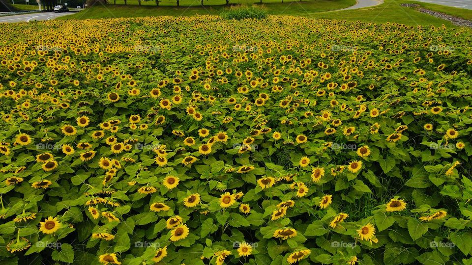 Sunflower Field