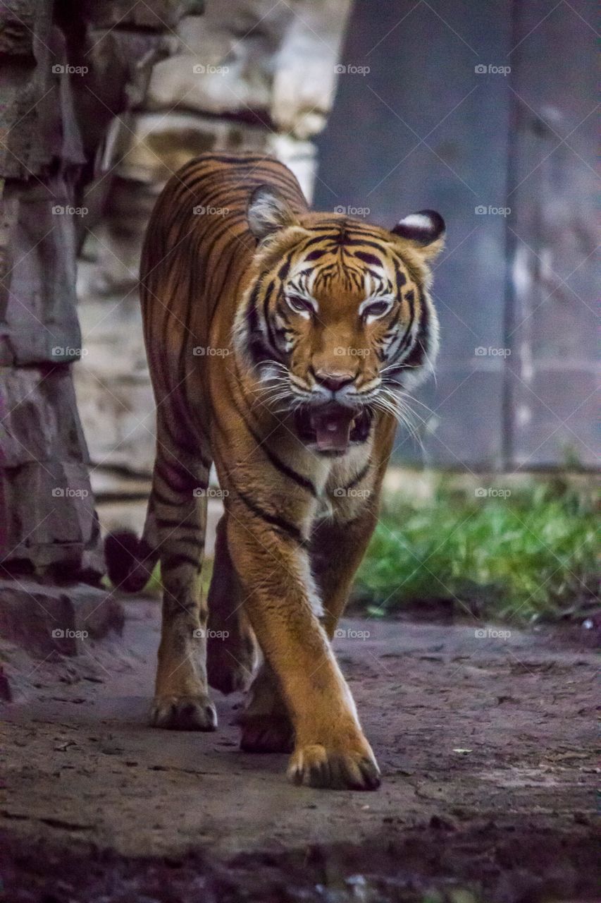 Approaching tiger