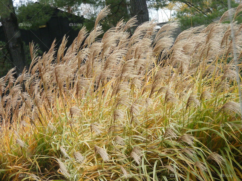 Tall Grass Blowing In The Wind