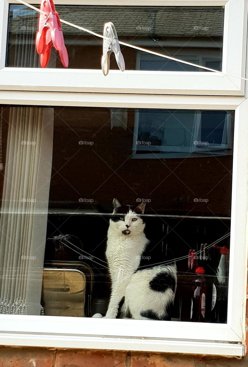 cat in a window