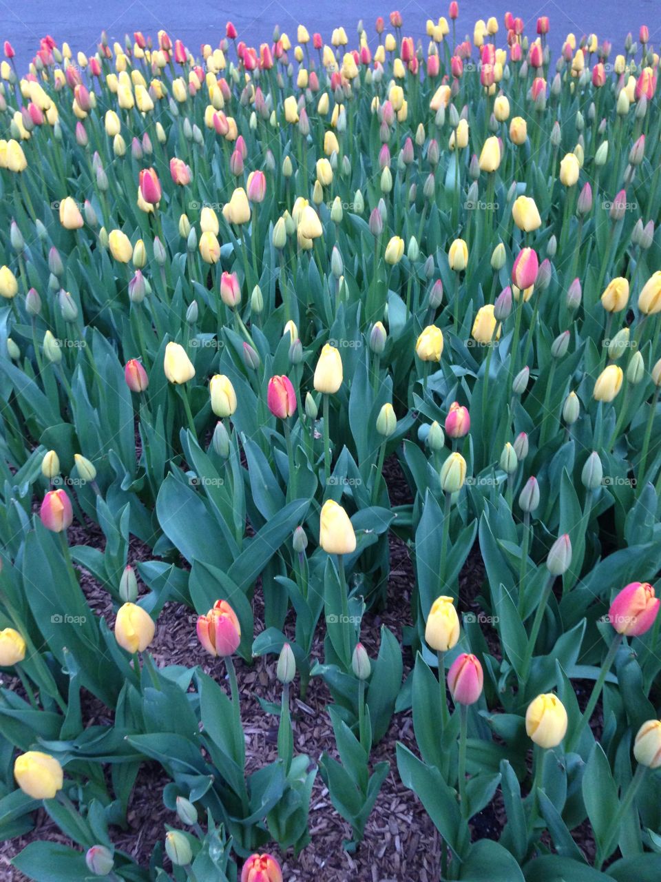 Tulips in bloom