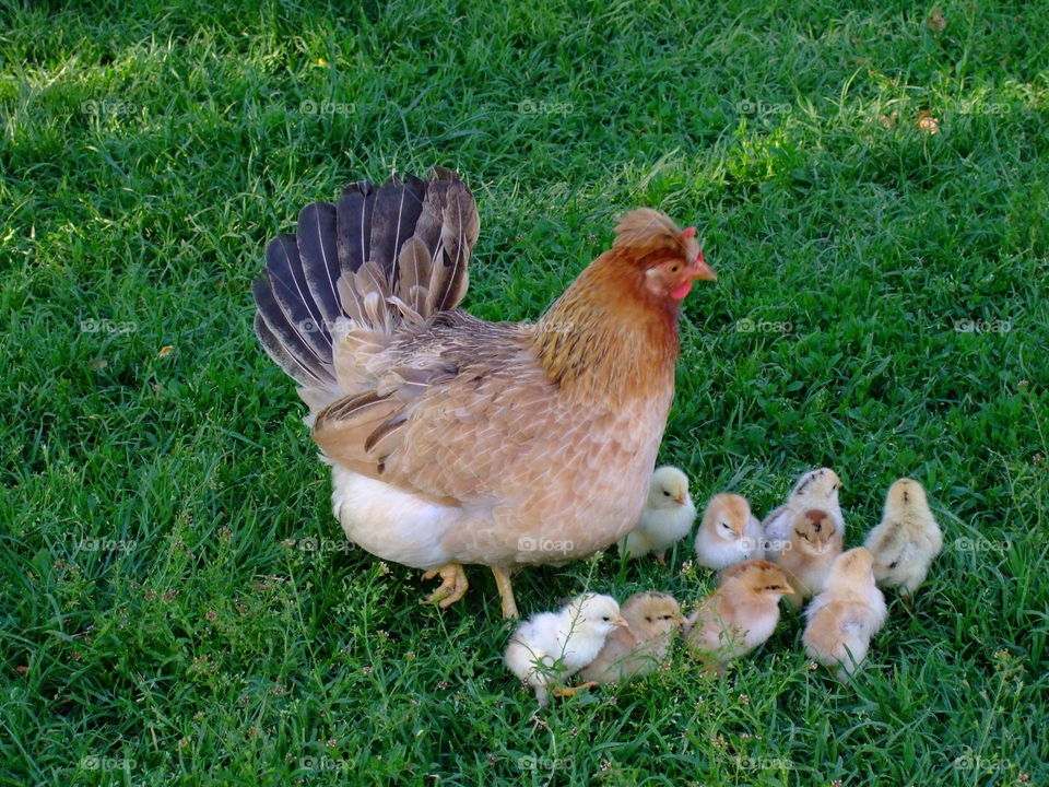 Hen with chicks at the park.