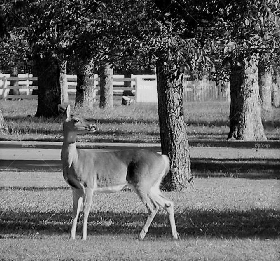 Black and White Deer