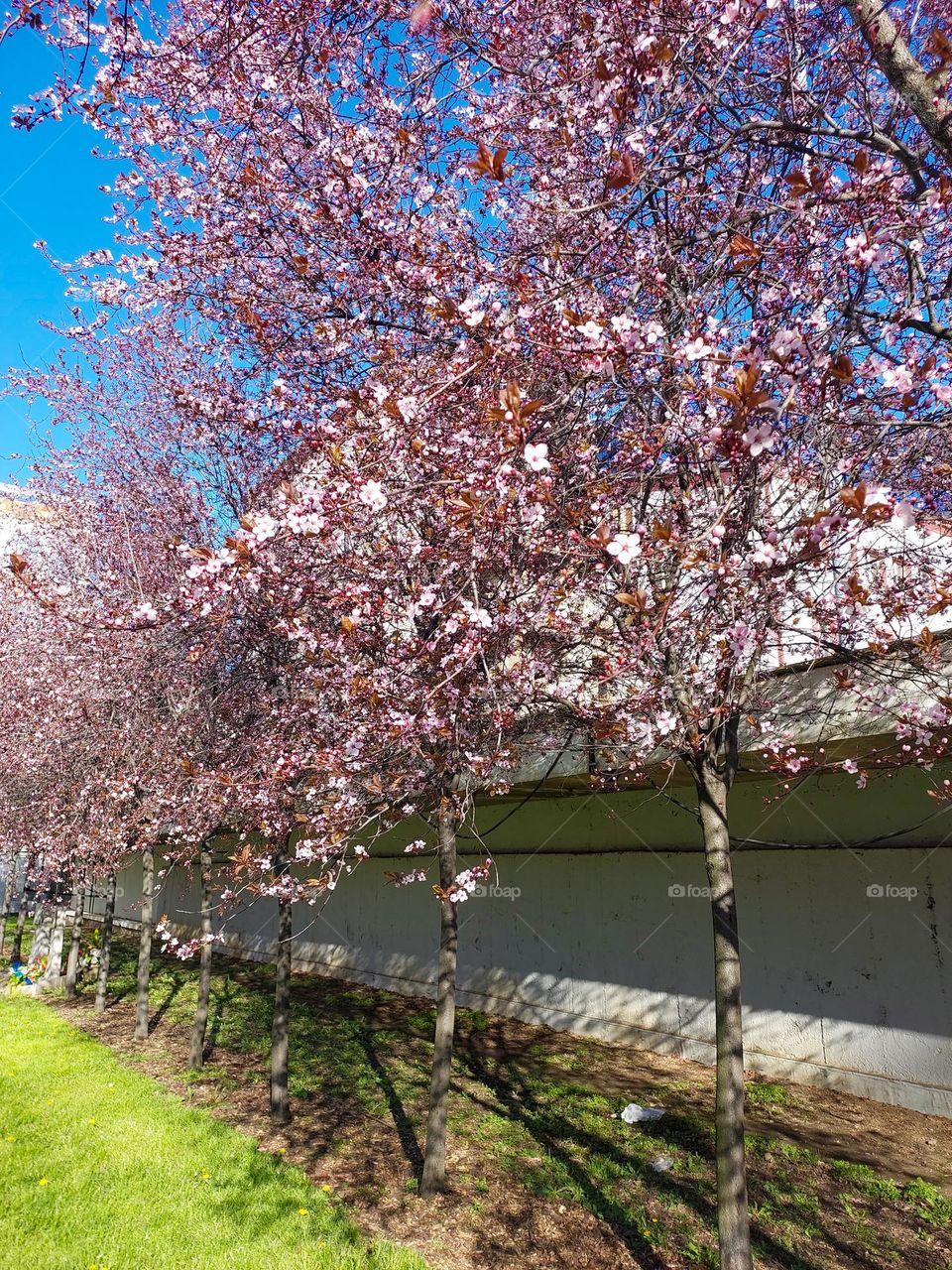 Red cherry bark tree blooming