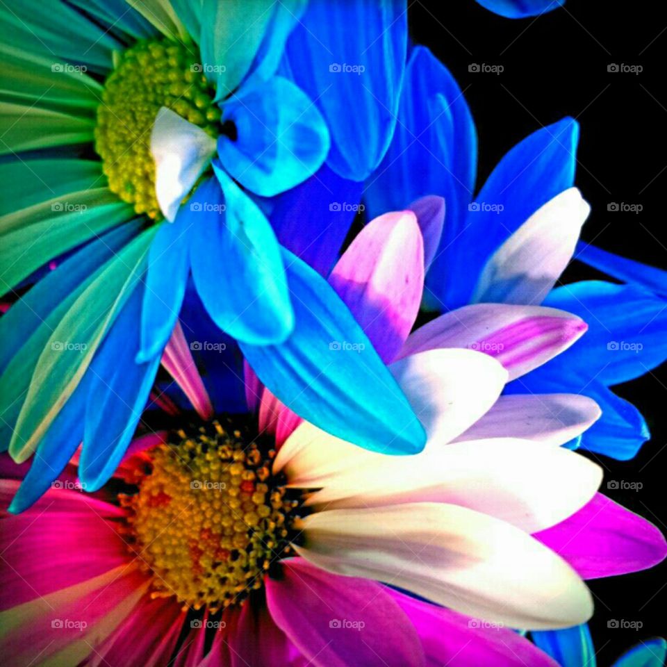 Nature, Flower, Flora, Summer, Color