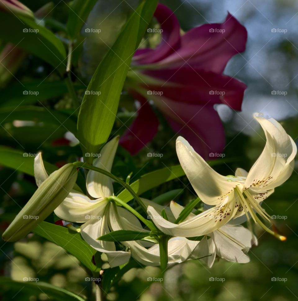 Flowers 