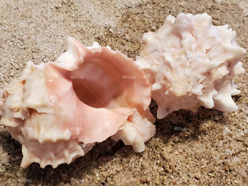 Rose Murex on the Sand