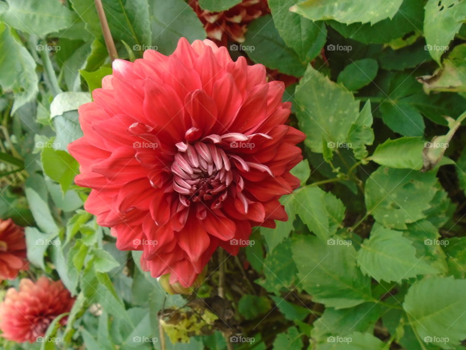 FIORE ROSSO, GIARDINO, DAHLIA ROSSA, FOGLIE.