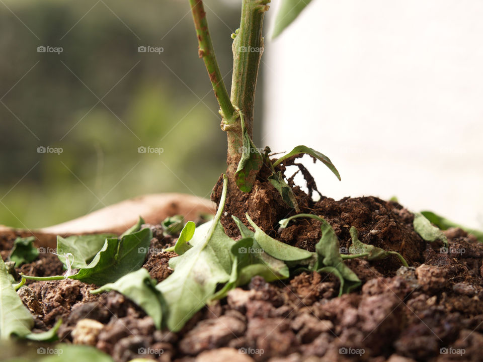 green plant leaf brown by a.bilbaisi