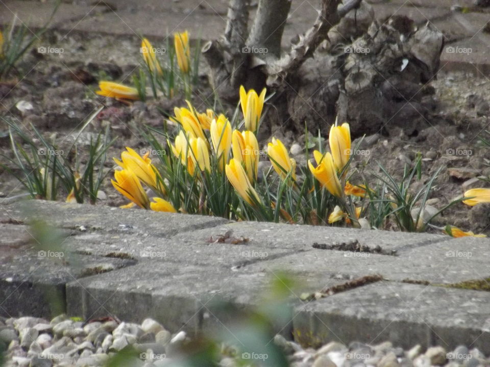 Yellow flowers peeking from stone