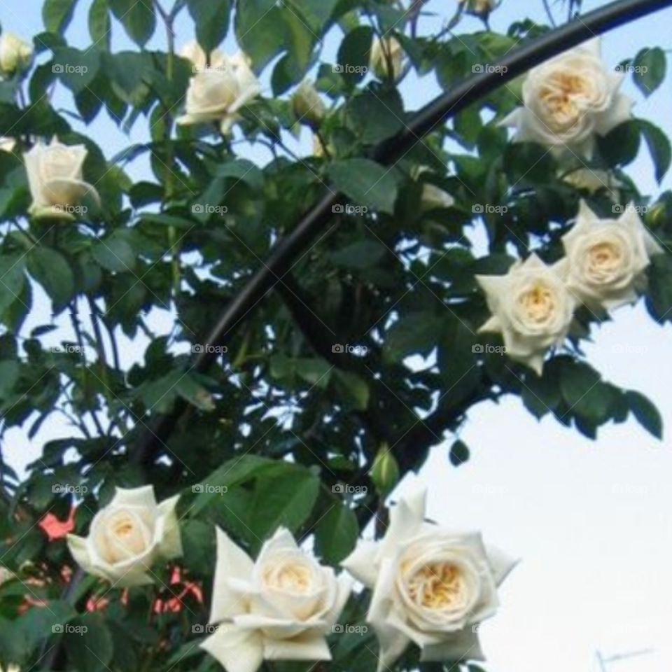 klätterrosor favorit växer sommartid rosenbåge/spaljé fint i trädgården