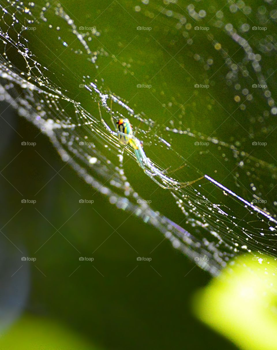 Spider, Spiderweb, Dew, Arachnid, Cobweb